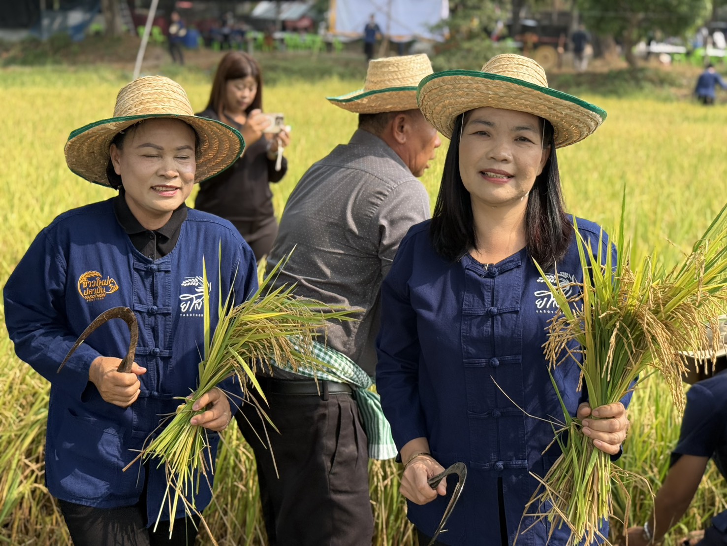 title - ส.ป.ก.ยโสธร ร่วมกิจกรรมเกี่ยวข้าว ภายใต้โครงการปลูกข้าวเฉลิมพระเกียรติ พระบาทสมเด็จพระเจ้าอยู่หัวฯ เนื่องในโอกาส มหามงคลเฉลิมพระชนมพรรษา 74 พรรษา